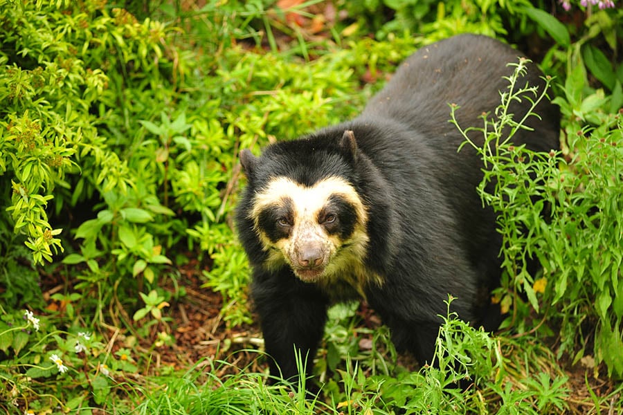 Search for the spectacled bear in Northern Peru | Travel Nation