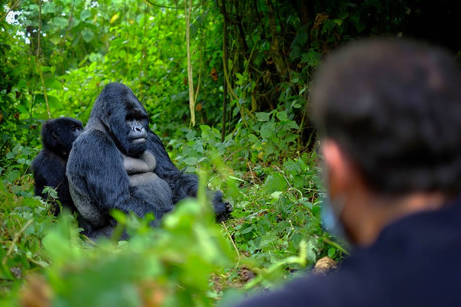 Get an extraordinary gorilla experience in Rwanda | Travel Nation