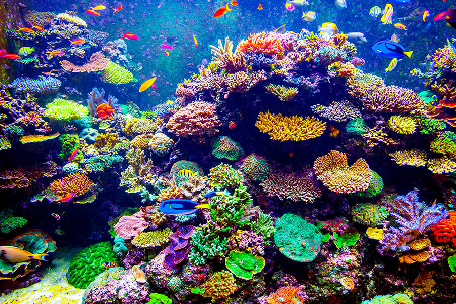 Discover the amazing Singapore Aquarium | Travel Nation