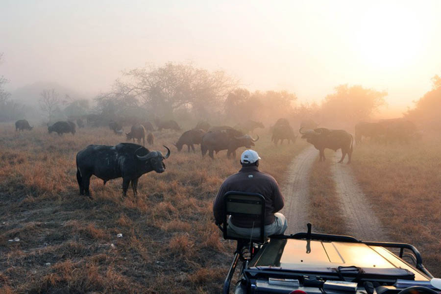 Enjoy a morning game drive looking out for the "Big 5"