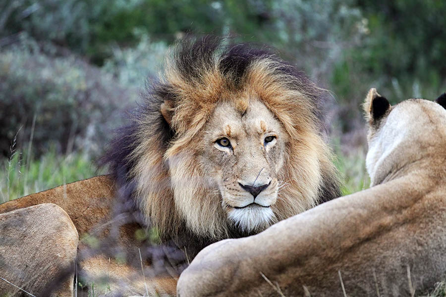 Watch lions guarding their playful cubs