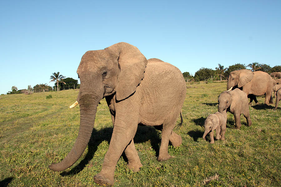 A herd of elephants of all ages wandered past our vehicle and surrounded us