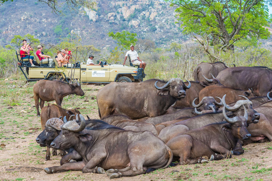 Morning and evening game drives are included | Photo credit: www.aha.co.za