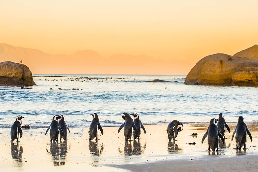 See the penguins on Boulders Beach in Cape Town