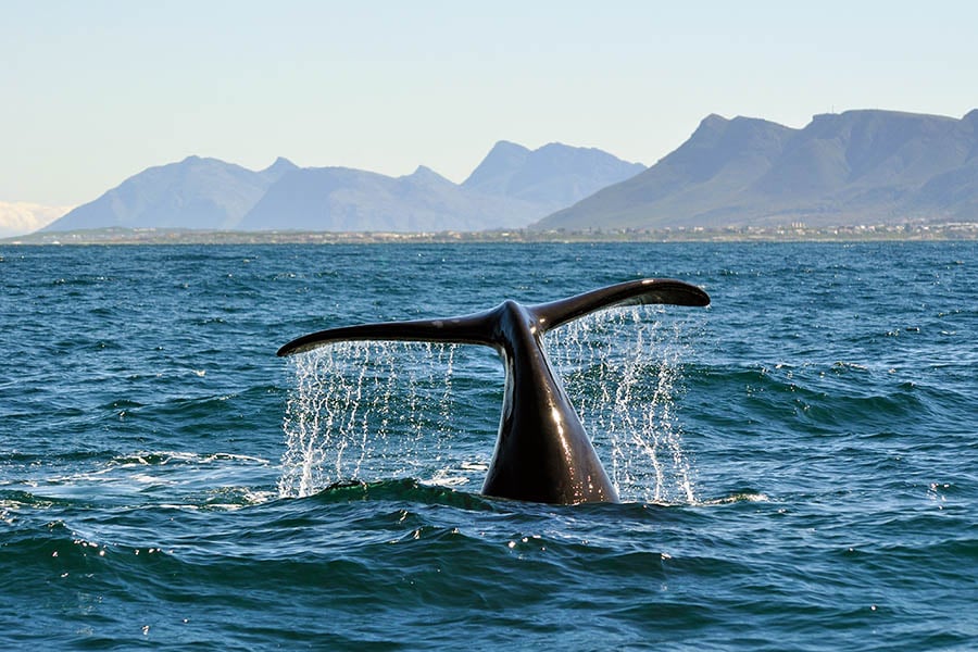 Hermanus is known for being one of the best land based whale watching spots in the world