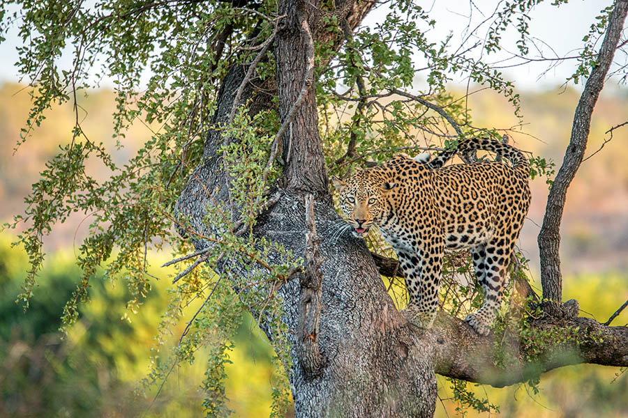 Catch a glimpse of leopards in the trees before you leave