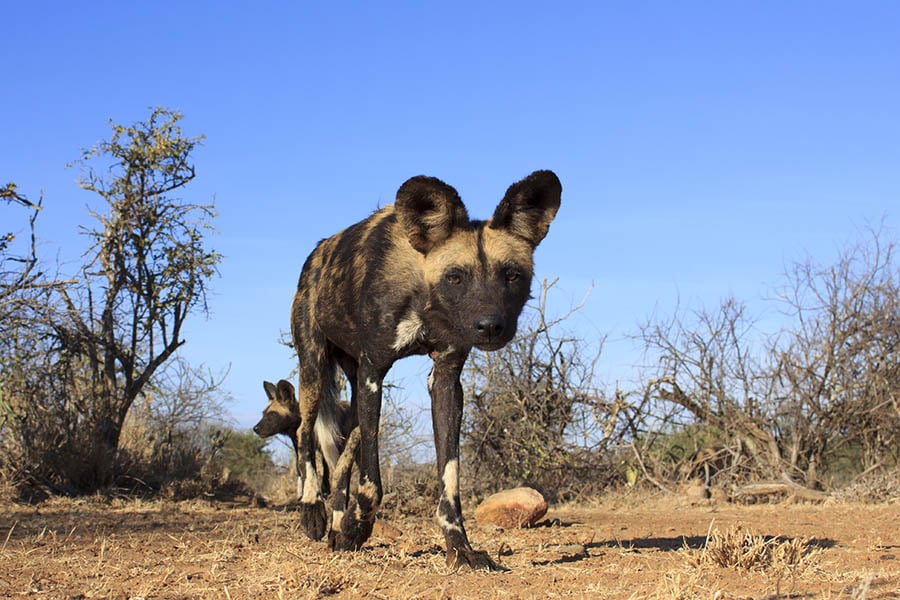 Spot rare wild dogs in the Madikwe