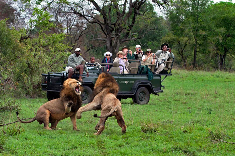 There has been no hunting here for 50 years and the animals have grown cautiously used to the safari vehicles | Photo credit: www.sabisabi.com