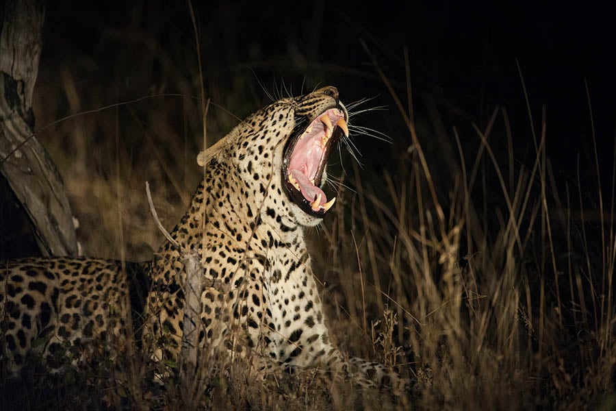 Keep your eyes peeled for leopards on your night game drive