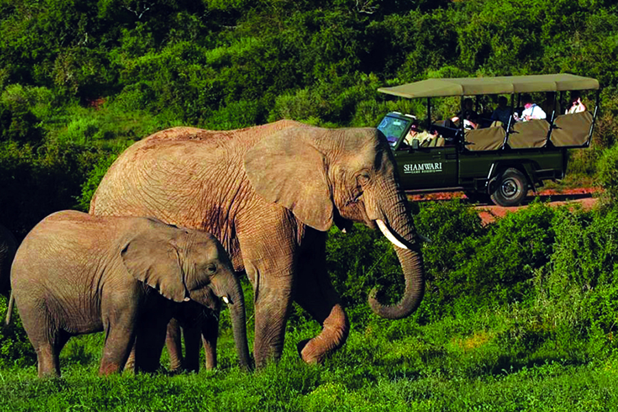 You’ll enjoy two game drives a day 
