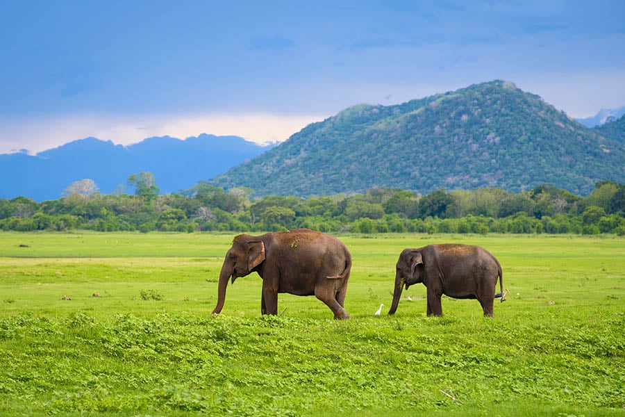See wild elephants in Kaudulla National Park, North Sri Lanka | Travel Nation