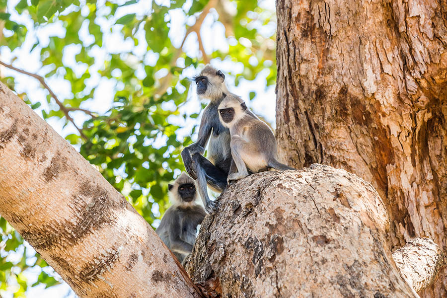 Watch cheeky monkeys in the trees, Sri Lanka | Travel Nation