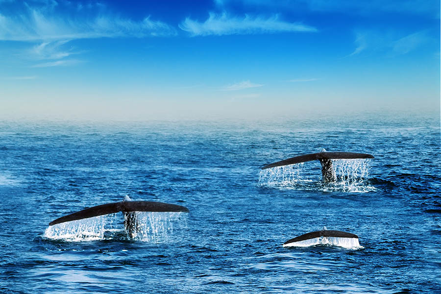 Blue whales in the swirling waters off Sri Lanka | Travel Nation