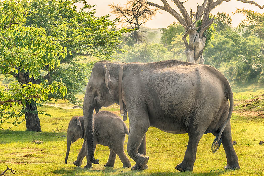 See wild elephants in Yala National Park | Travel Nation