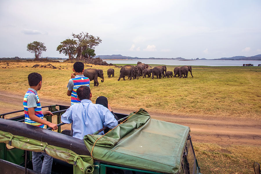 Kids will love looking for elephants in Minneriya National Park