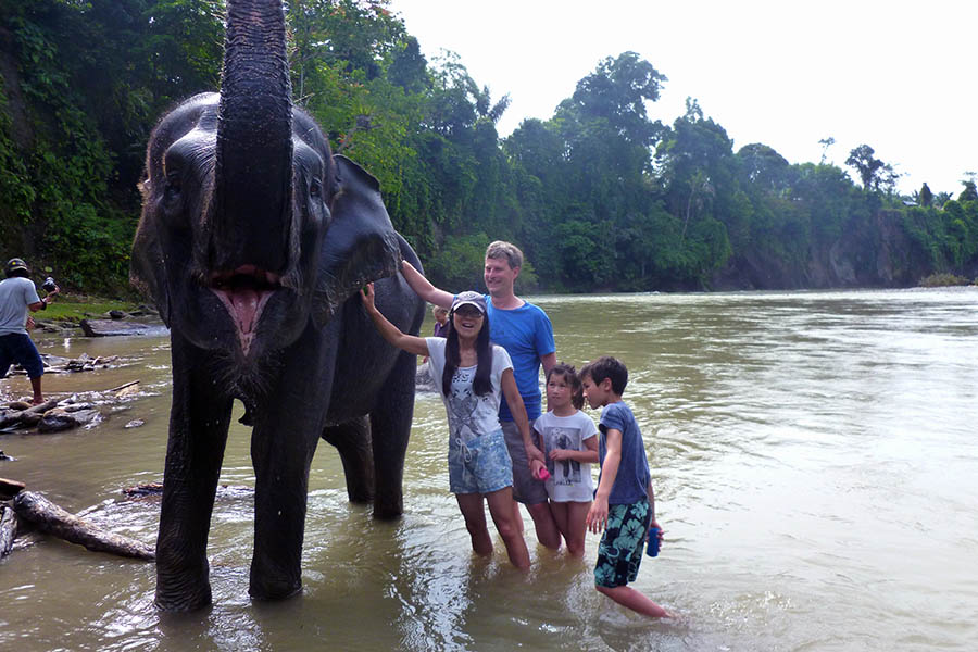 We were able to hang out with a family of 11 Sumatran elephants 