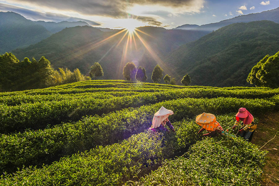 See workers in the tea fields of Alishan, Taiwan | Travel Nation See workers in the tea fields of Alishan, Taiwan | Travel Nation