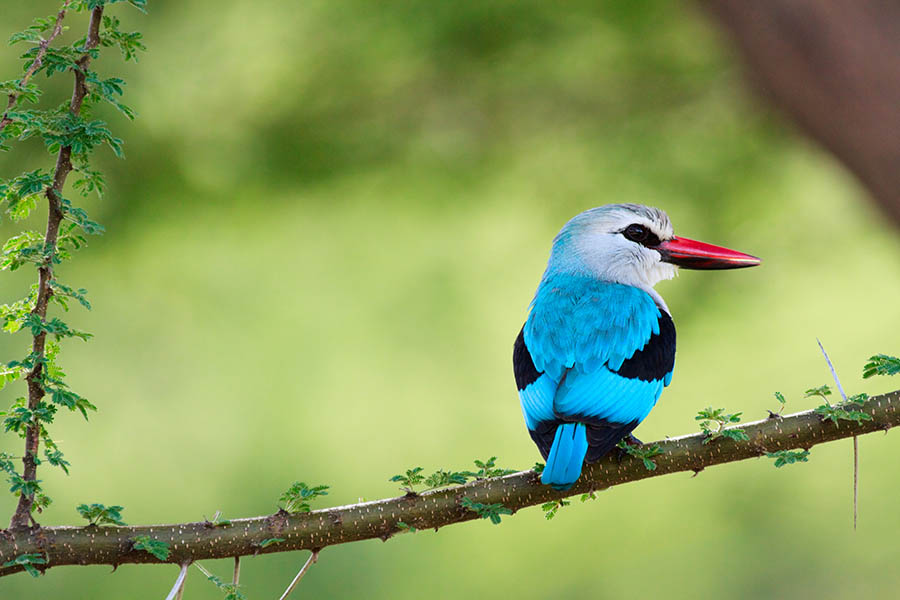 Woodland kingfisher in Lake Manyara, Tanzania|Travel Nation Woodland kingfisher in Lake Manyara, Tanzania|Travel Nation