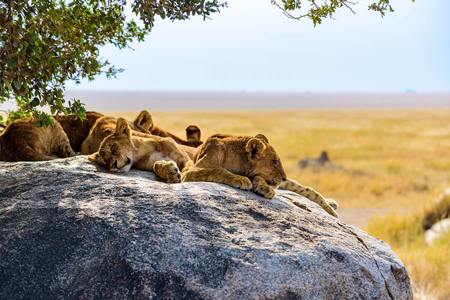 See lions in the Serengeti | Travel Nation