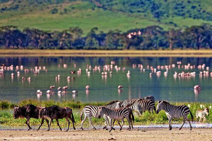 Explore the world-famous Ngorongoro Crater | Travel Nation Explore the world-famous Ngorongoro Crater | Travel Nation