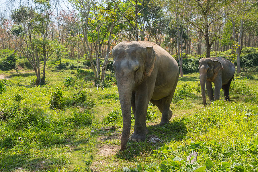 Rescued elephants in a Thai sanctuary | Travel Nation