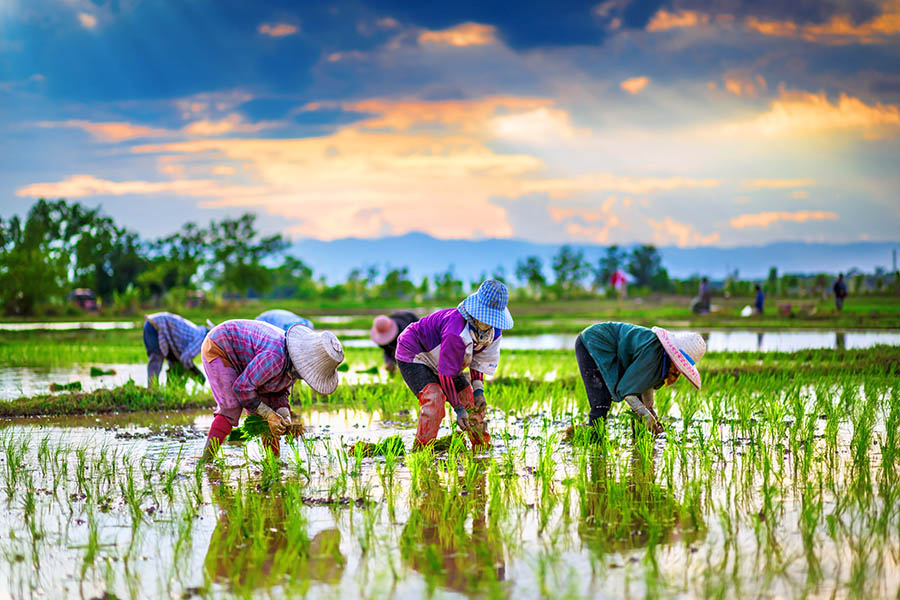 Pass through bright green rice paddies at sunset