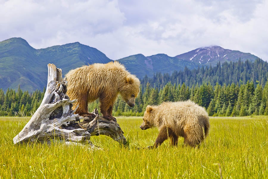 See bear cubs playing in Denali National Park, Alaska | Travel Nation