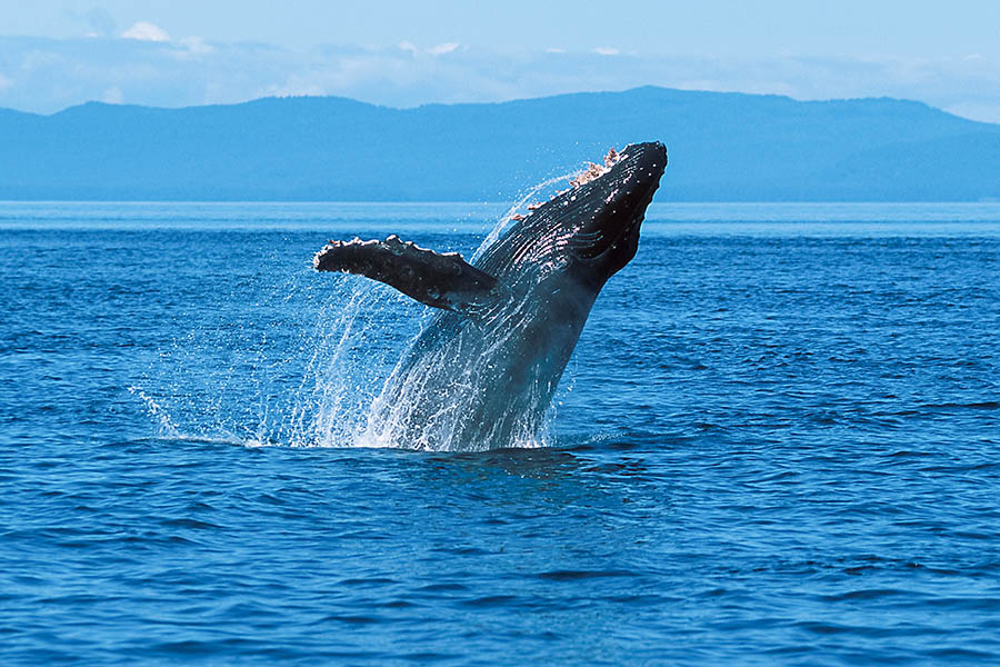 Set out on whale watching trips in Alaska | Travel Nation