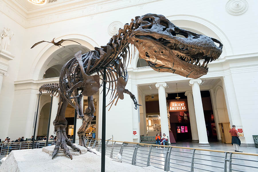 You can visit Sue, the most complete T-Rex skeleton ever found, at the Field Museum