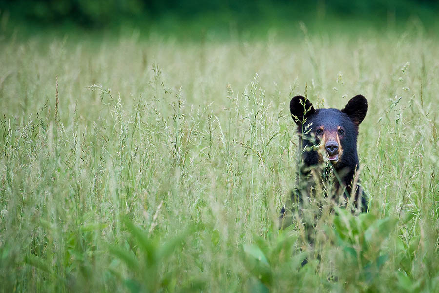 Spot wildlife in the Great Smoky Mountains | Travel Nation