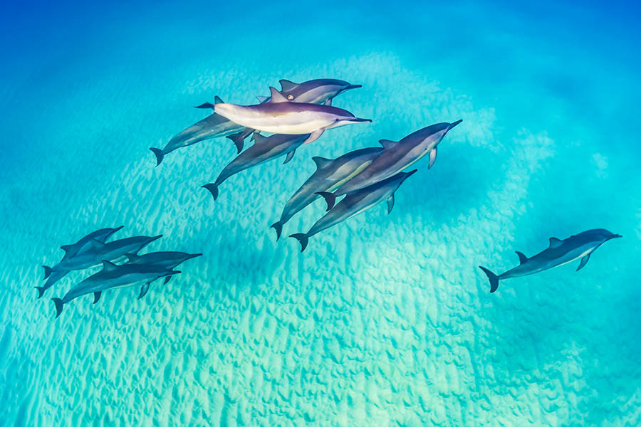 See wild dolphins swimming off the coast of Hawaii | Travel Nation