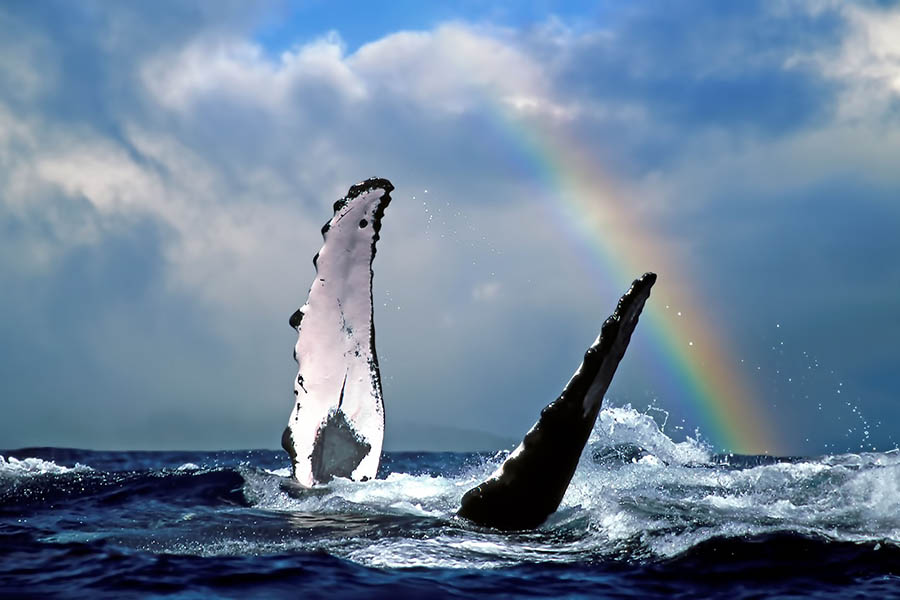 Look for humpbacks off the coast of Maui | Travel Nation