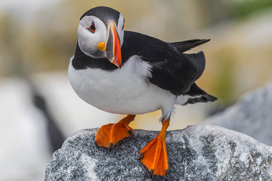 Spot puffins on the coast of Maine | Travel Nation