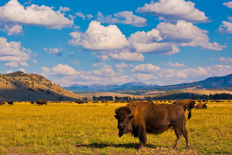 Spot bison in nearby Yellowstone National Park | Travel Nation
