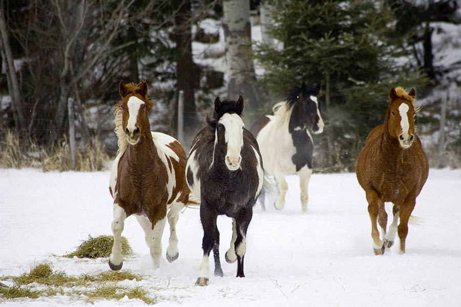 Watch horses gallop in the Big Sky State | Travel Nation