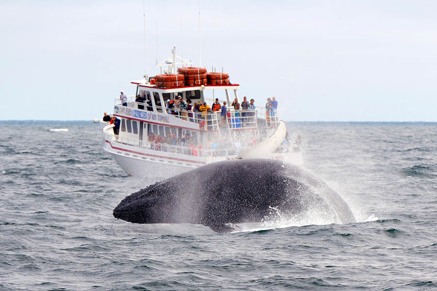 We’ve included a whale watching tour - keep an eye out for humpbacks, finbacks and even minke whales