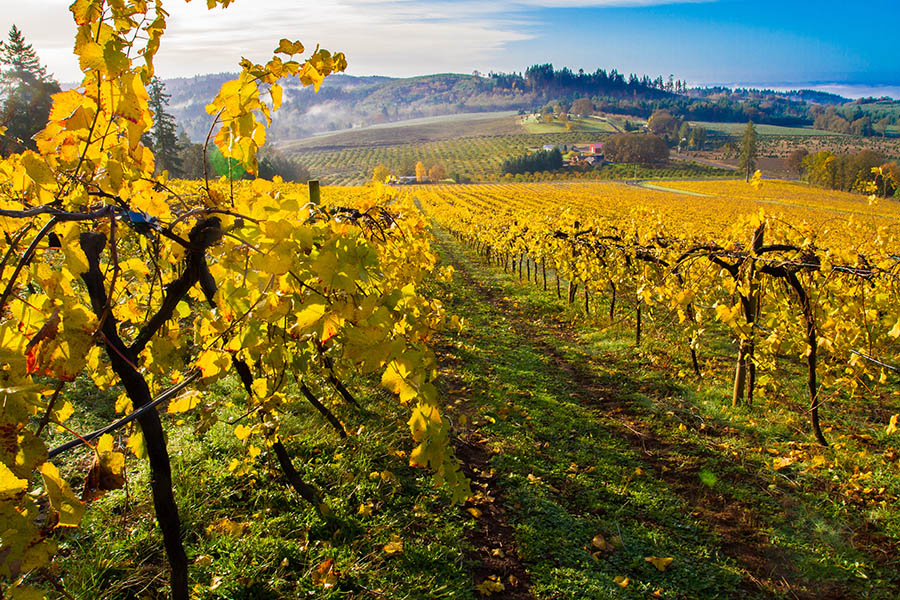 Visit the vineyards of Willamette Valley, Oregon | Travel Nation