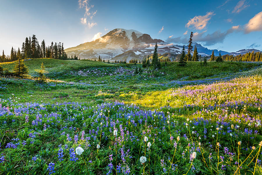 Make a trip to beautiful Mount Rainier | Travel Nation
