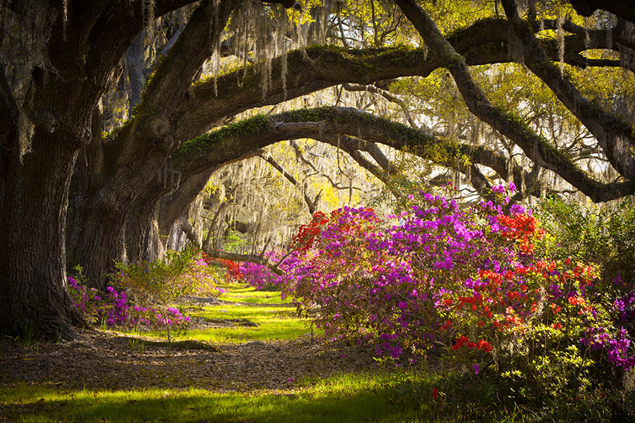 Discover beautiful plantations in bloom, South Carolina | Travel Nation 