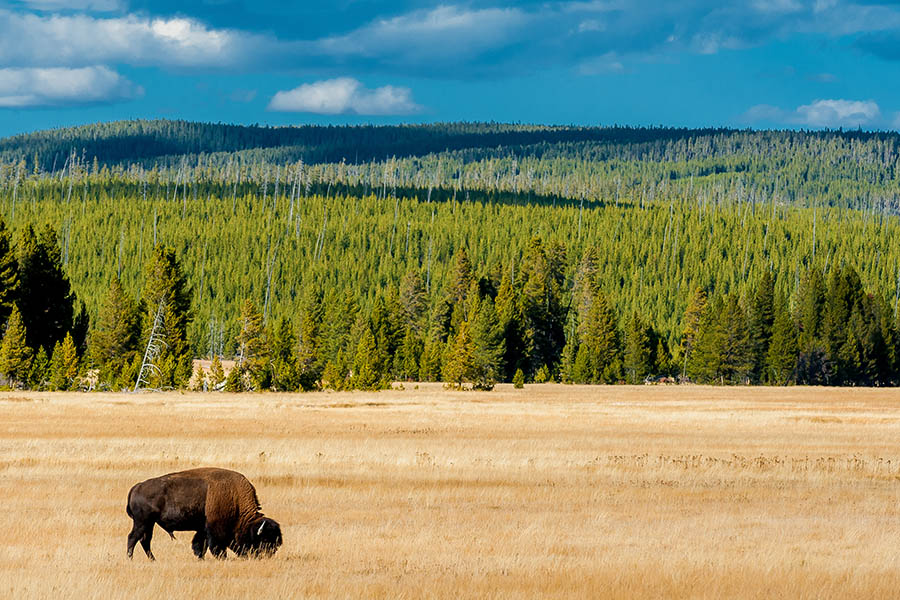 See bison grazing on the plains of Yellowstone National Park | Travel Nation
