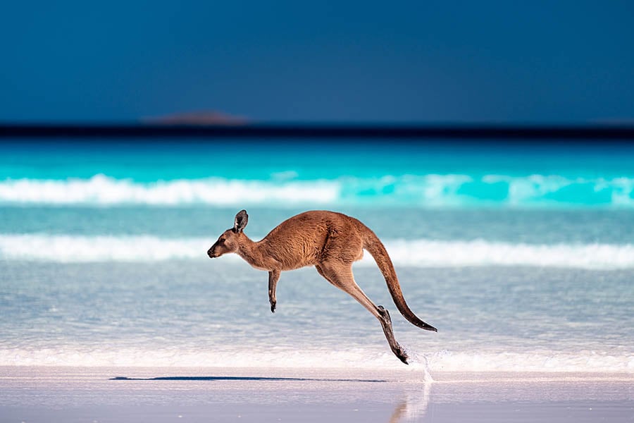 See kangaroos in Lucky Bay, Western Australia | Travel Nation