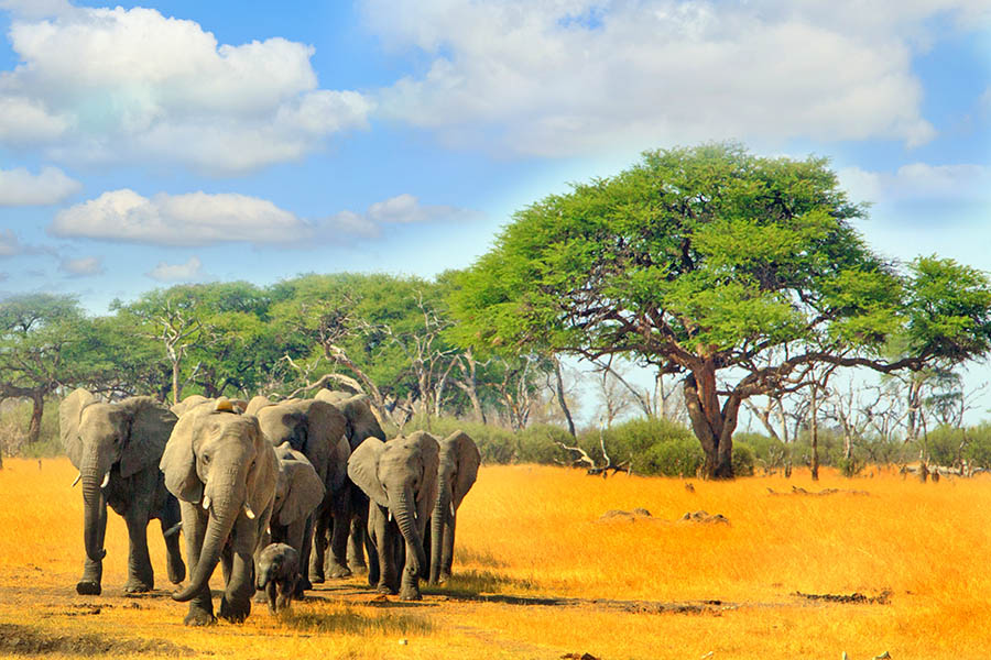 See elephants en masse at Hwange National Park
