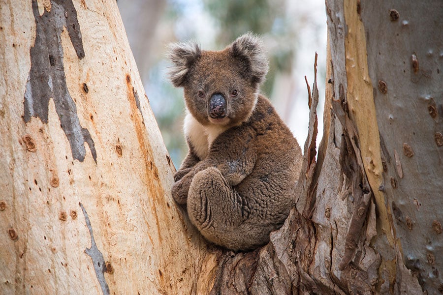 Spot Koalas on Kangaroo Island | Travel Nation