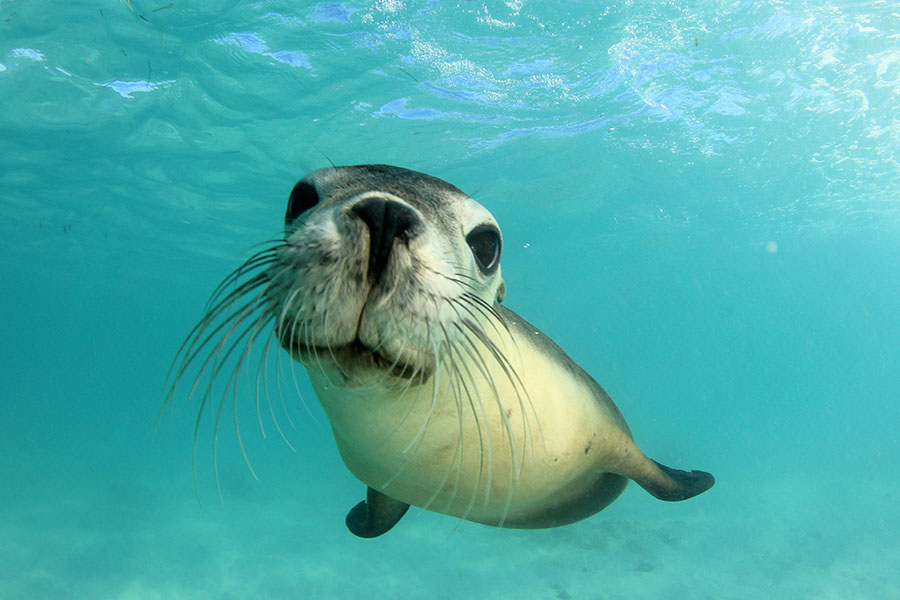 Swim with cute sea lions on the Eyre Peninsula in South Australia | Travel Nation 