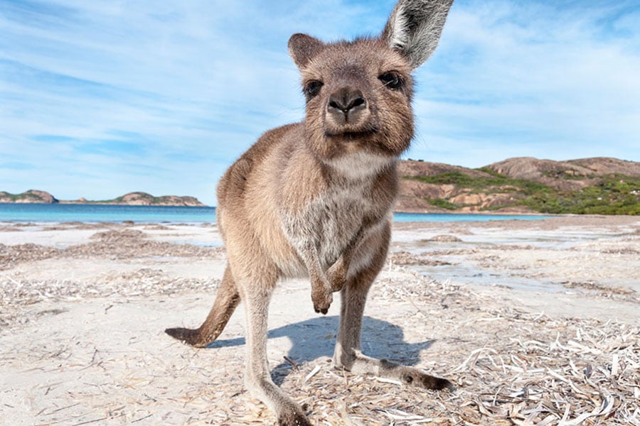 Look for kangaroos on the pristine sands of Lucky Bay | Travel Nation