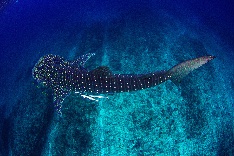 Swim with whale sharks in the Indian Ocean | Travel Nation