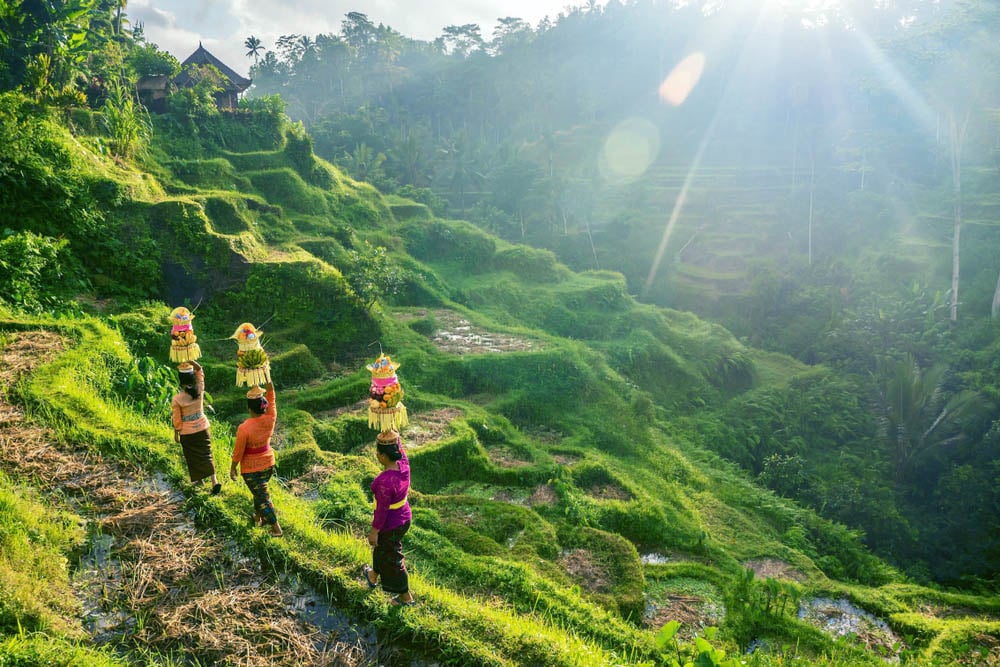 Balinese women walking through terraced rice paddies