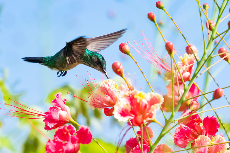 Watch colourful hummingbirds flit from flower to flower | Travel Nation