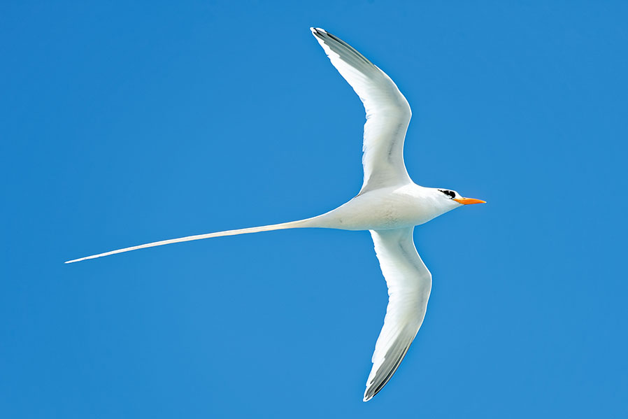 Watch white-tailed tropic birds soar through the sky | Travel Nation