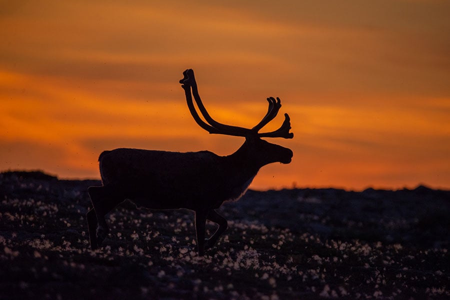Look for herds of caribou grazing at sunset | Travel Nation